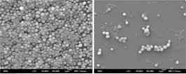 Biofilm is broken up and EPT EOX penetrates to bacteria to eliminate activity for extended period of time.  Pre and Post EPT EOX can be seen through photomicrograph imagery